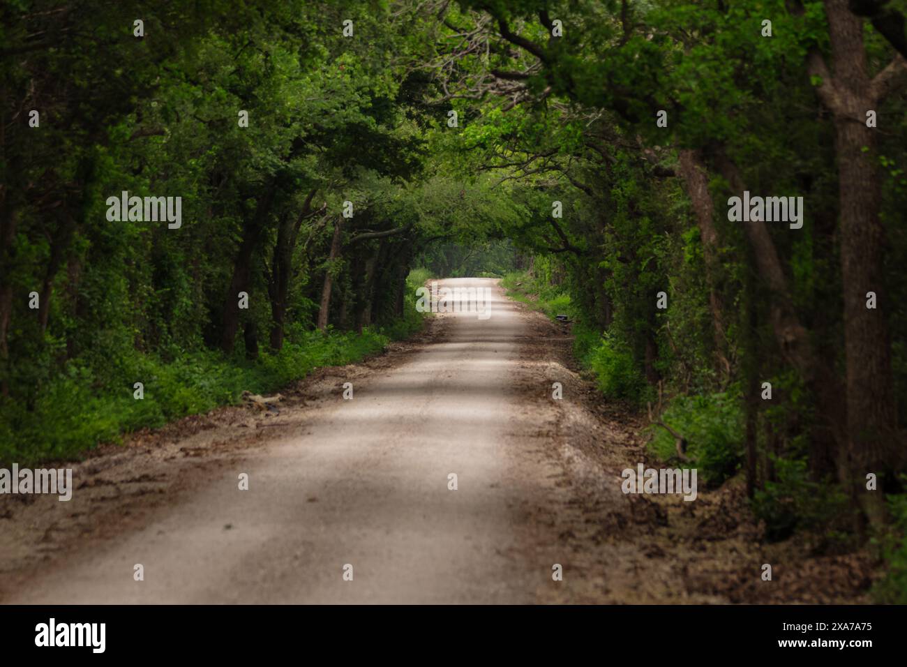 A dirt path winding through lush foliage and trees Stock Photo - Alamy