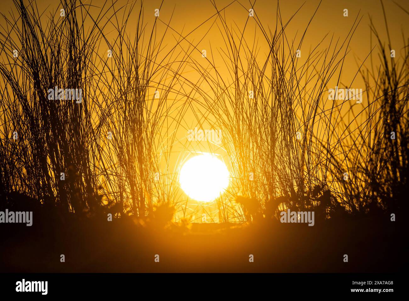 Grasses glow in the evening sun hi-res stock photography and images - Alamy