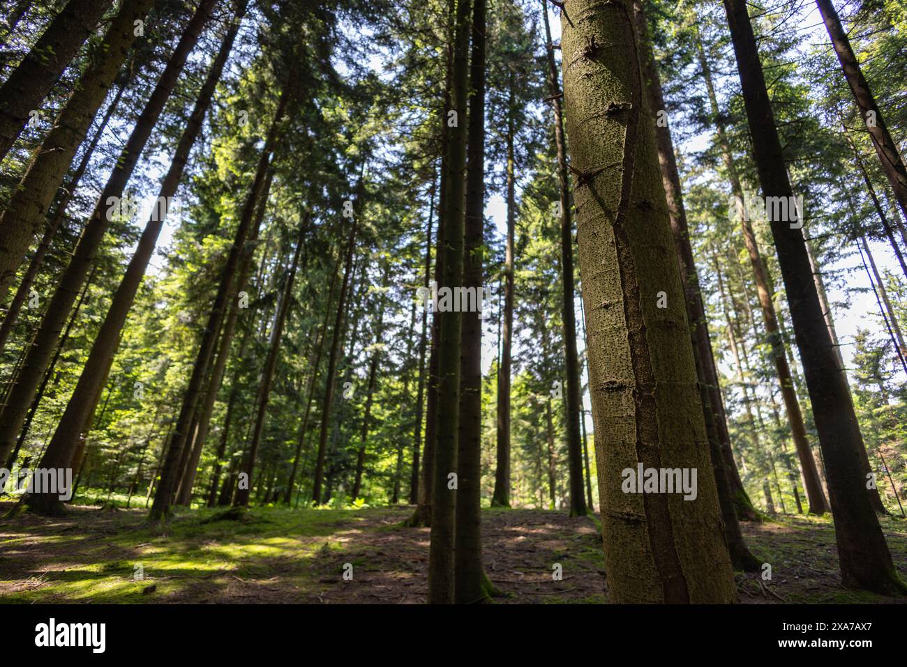 A lush green forest with tall trees and grassy ground Stock Photo - Alamy