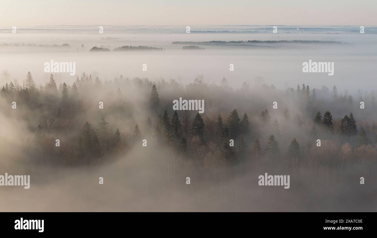 Sunny foggy forest hi-res stock photography and images - Alamy