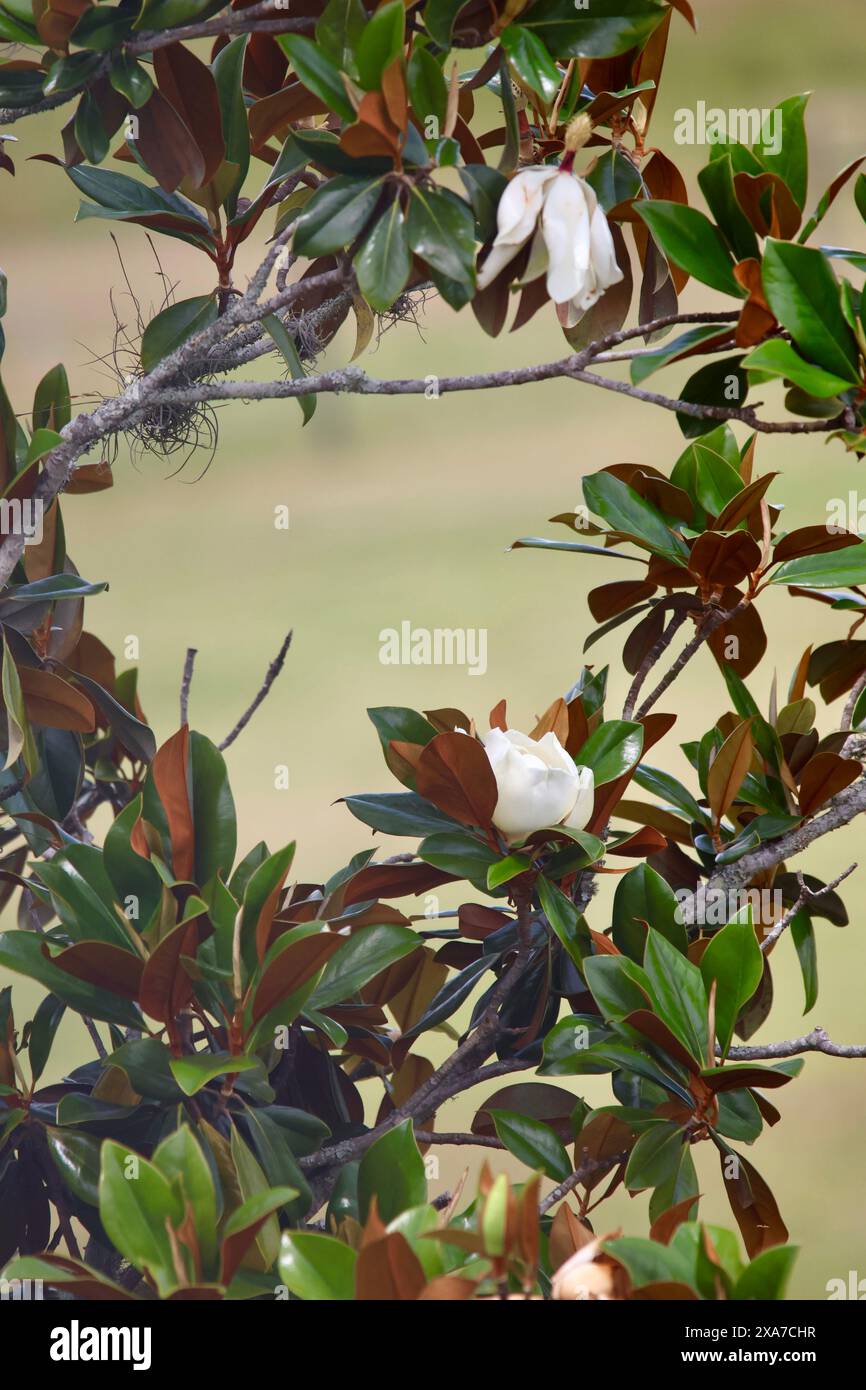 Magnolia blossoms on the tree hi-res stock photography and images - Alamy