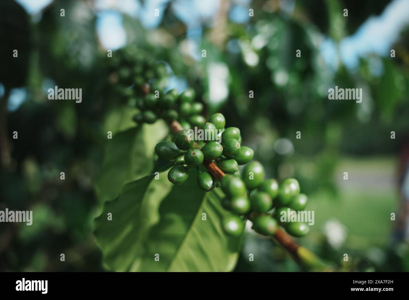 A closeup of coffee beans growing on a tree. Stock Photo