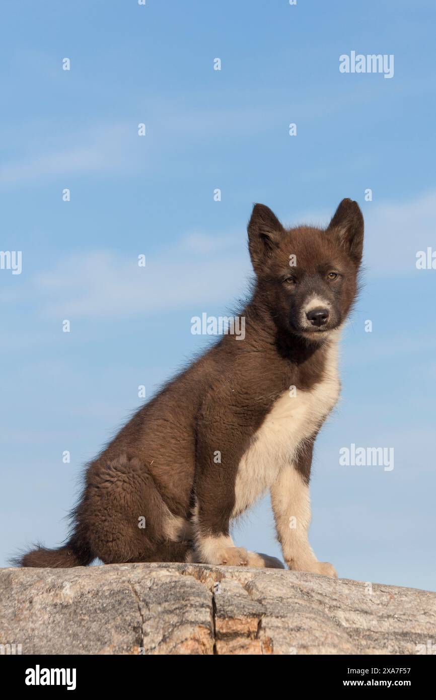 Greenlandic Sled Dog, Canis lupus familiaris, puppy, Ilulissat, West Greenland, Greenland Stock Photo