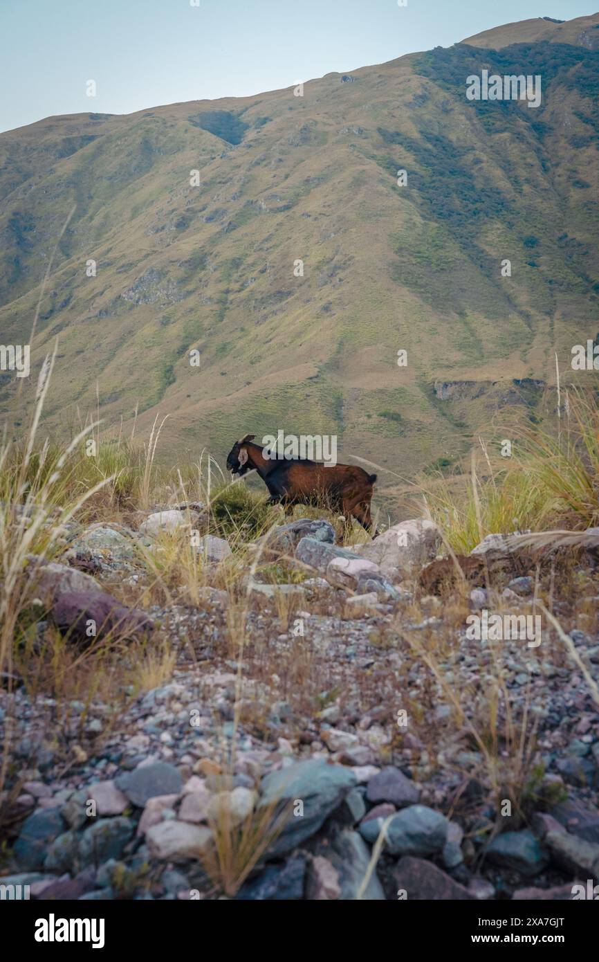 Goats roaming freely on hilltops in the wilderness Stock Photo