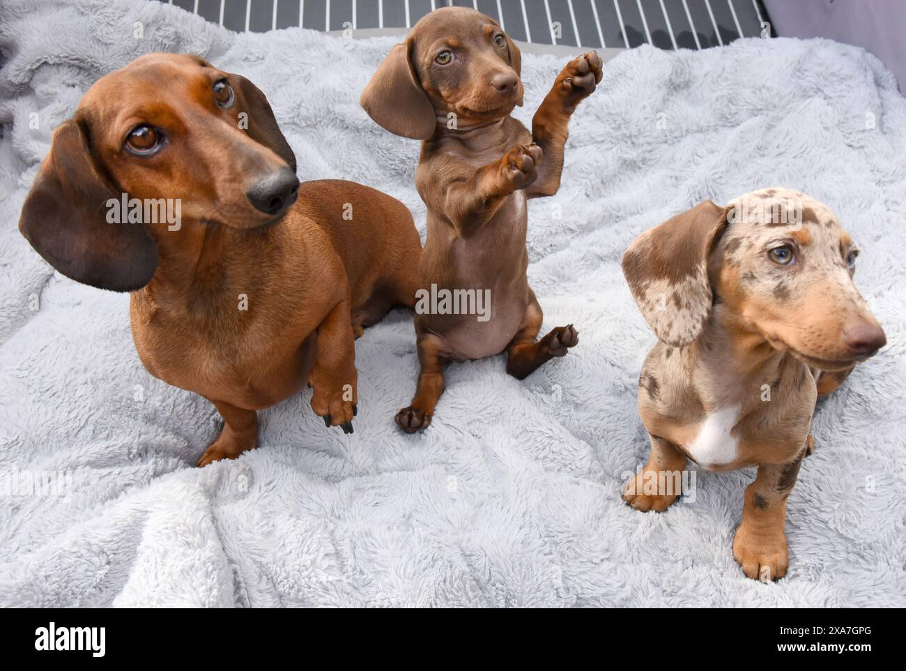 Dwarf weiner dog shop