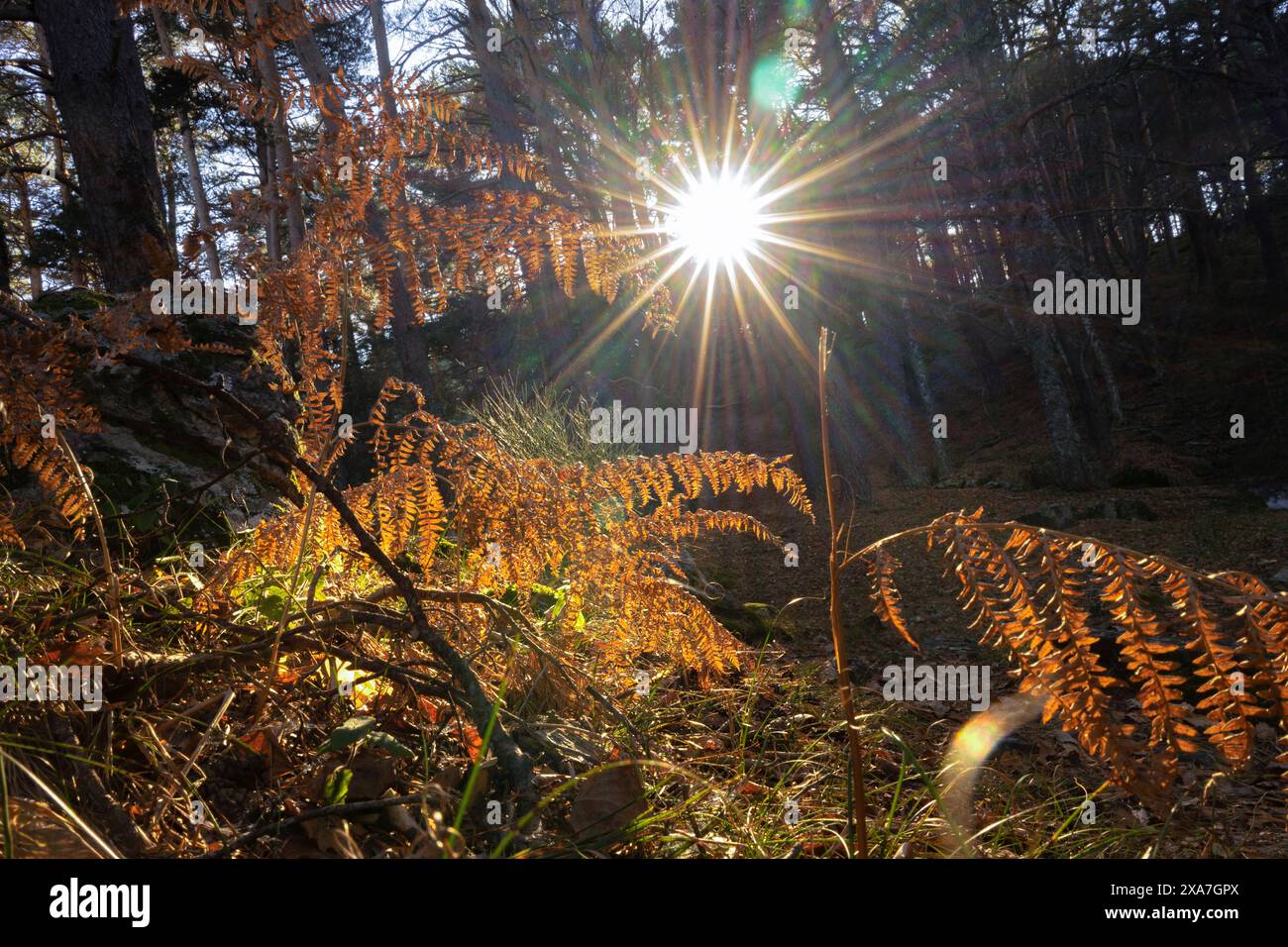 Sunbeam shines through the trees, illuminating the leaves and branches. Stock Photo