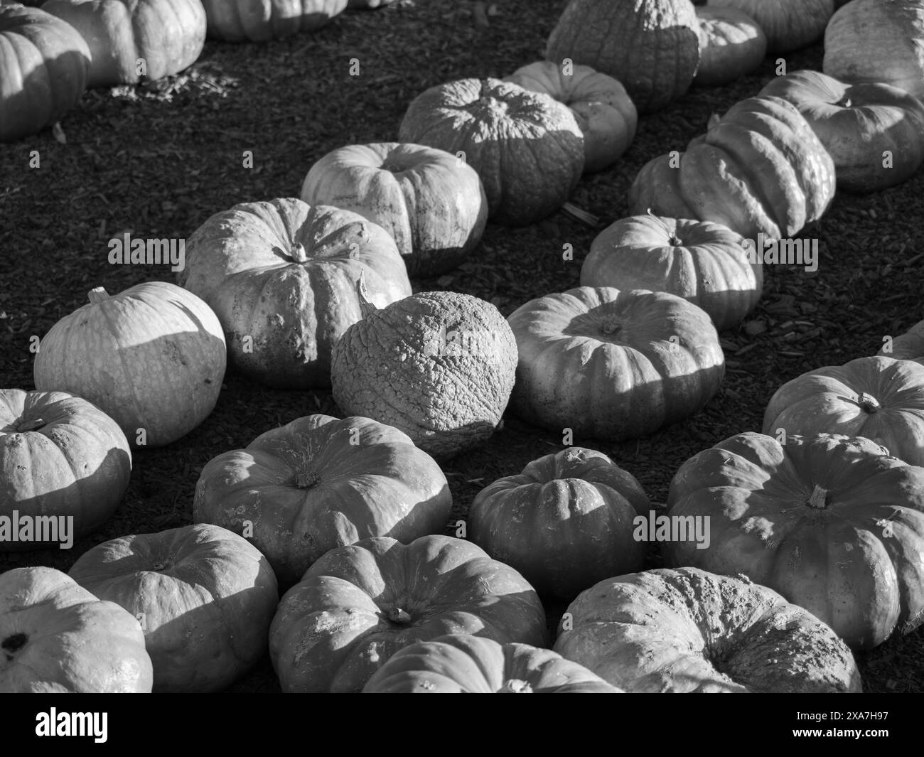 Rows on field natural Black and White Stock Photos & Images - Alamy