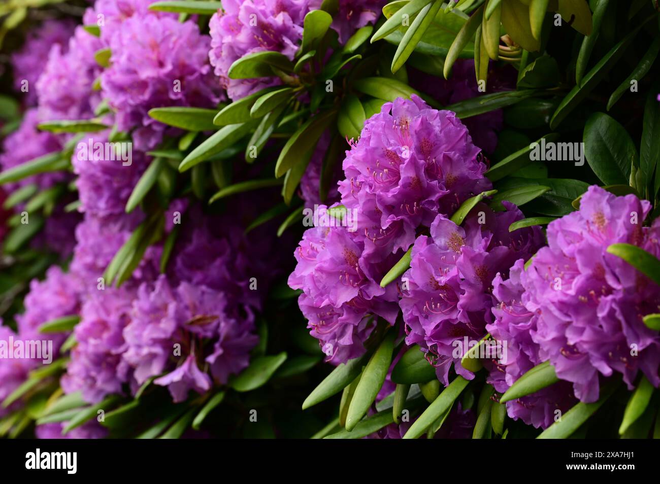 Lush cluster of wildflowers hi-res stock photography and images - Alamy
