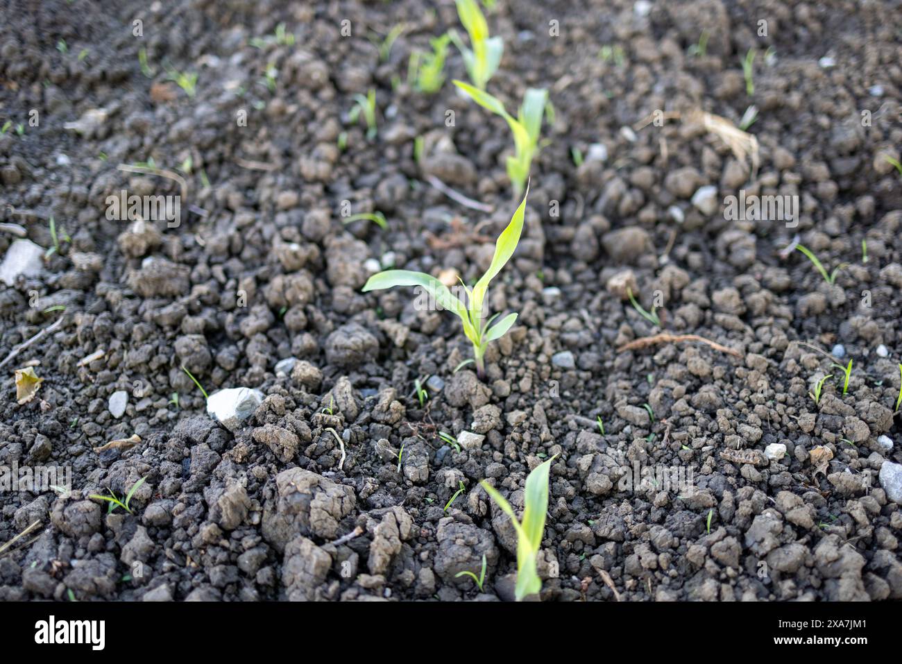 A close-up of vibrant green sprouts emerging from rich dark soil Stock ...