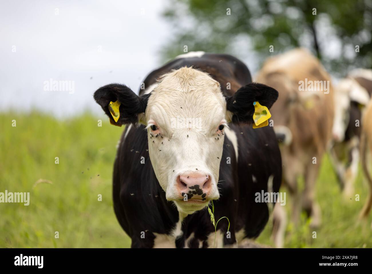 The cow with identification tags on its ears grazing in a lush green field Stock Photo