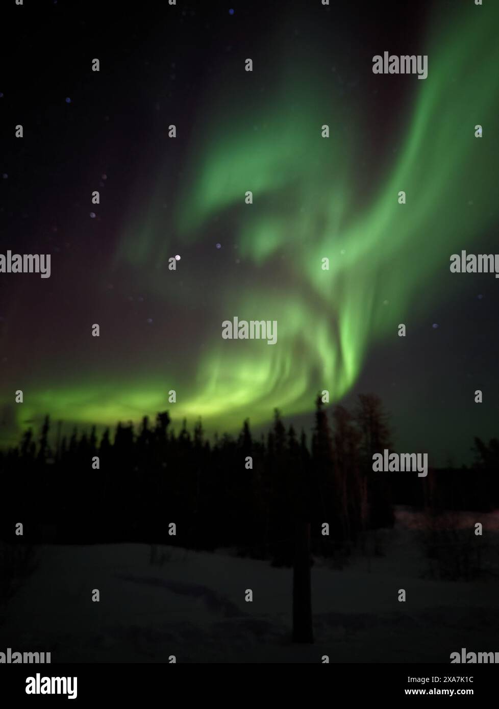 The Aurora borealis lights shining over a snowy forest at night Stock ...