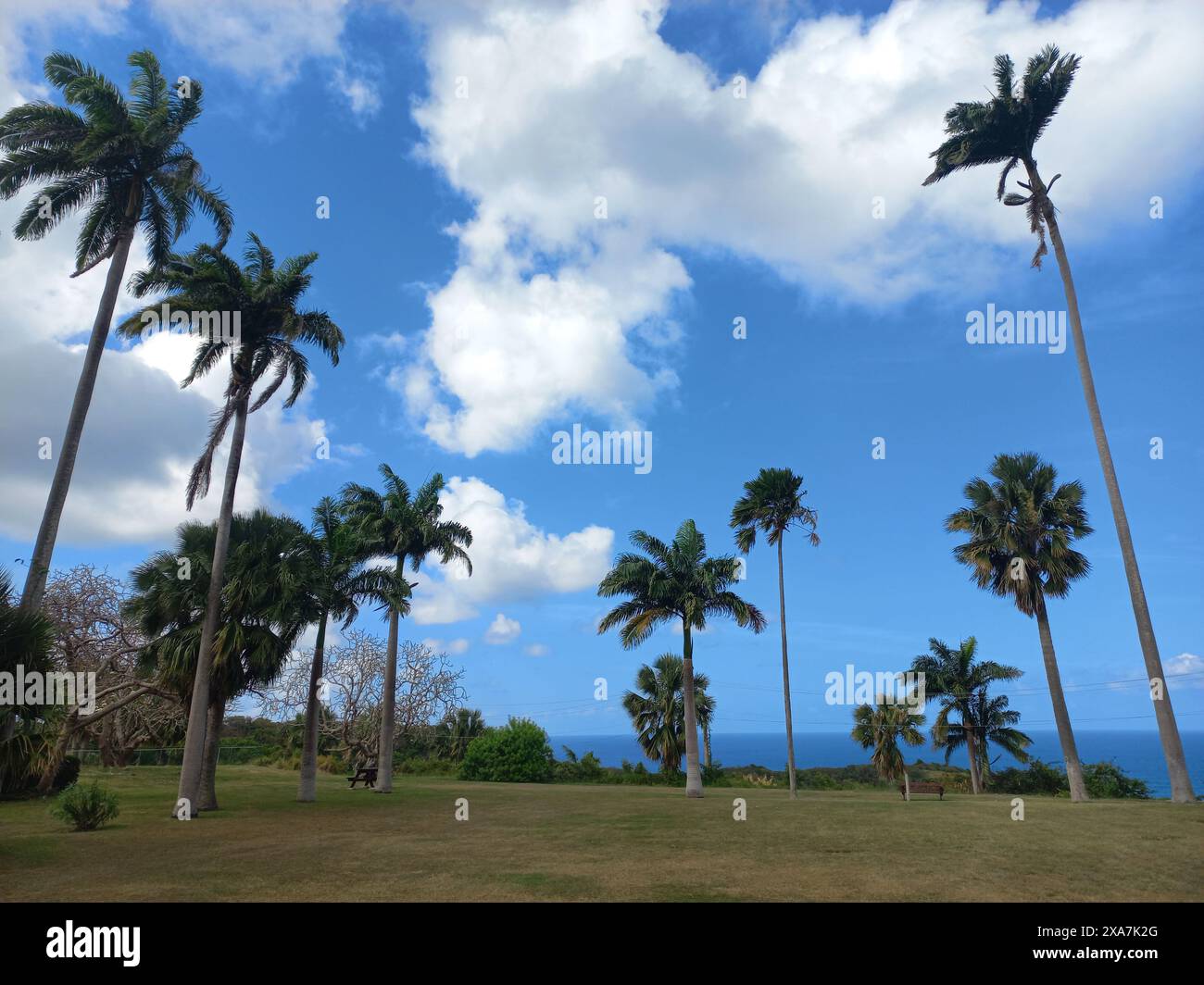 Lush green palm trees tropical hi-res stock photography and images - Alamy