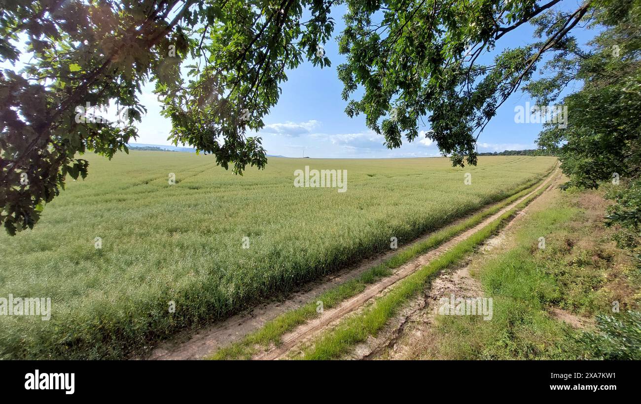 Lush green field with abundant grass and trees Stock Photo - Alamy
