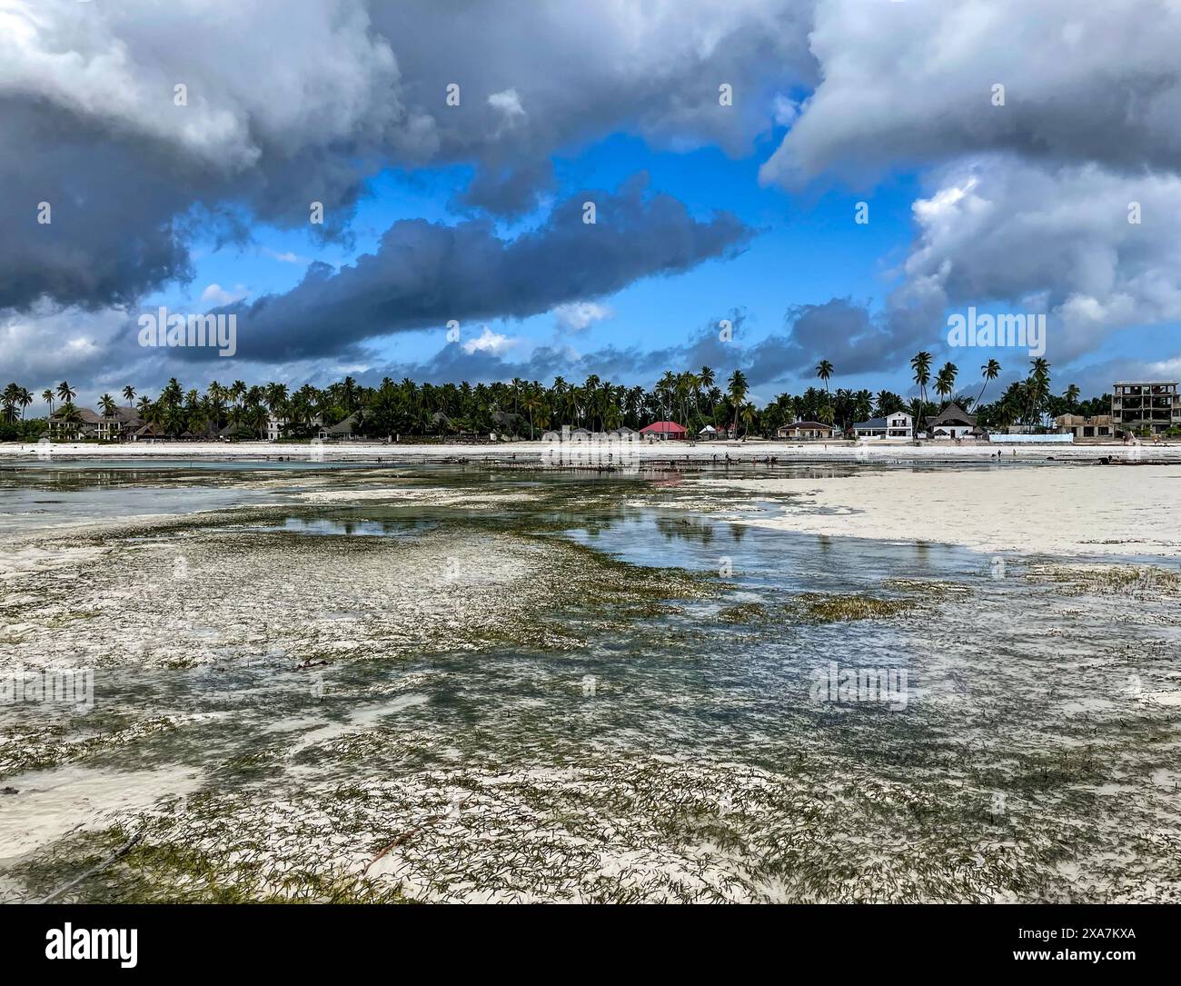 A tropical beach scene with multiple palm trees, set against a sandy foreground Stock Photo