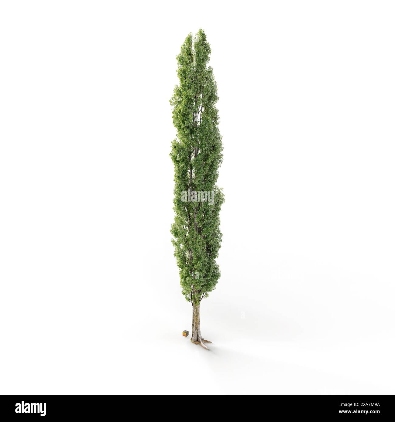 Slender tree stands hi-res stock photography and images - Alamy