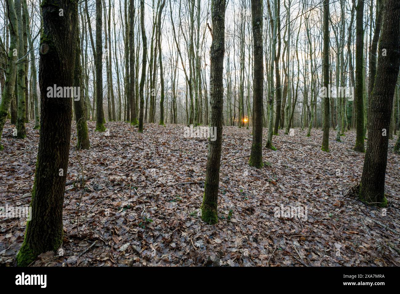 A tiny orange fire light in the distance amidst the lush green foliage Stock Photo