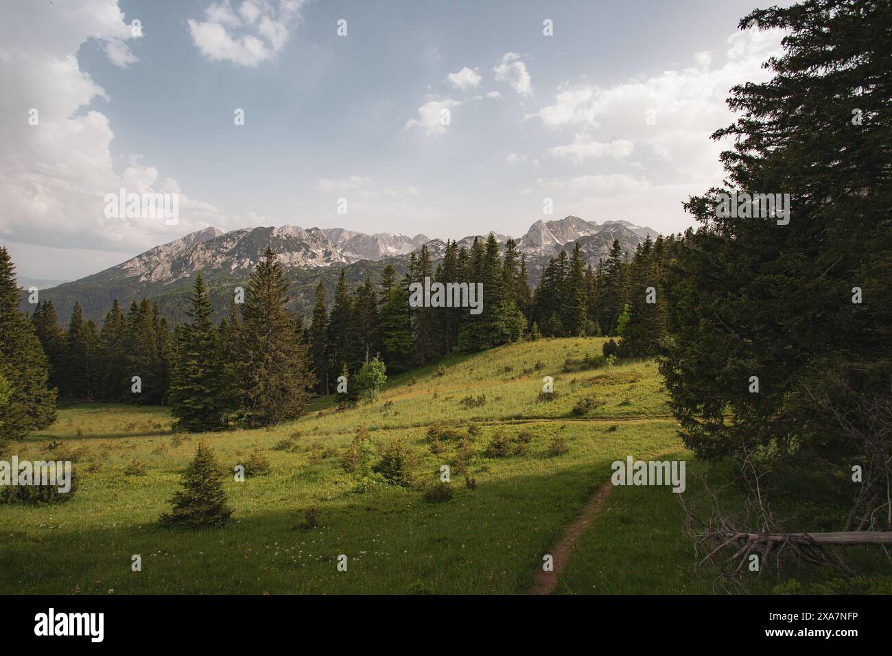 Scenic view of tall pine trees in the background, seen from an open meadow Stock Photo