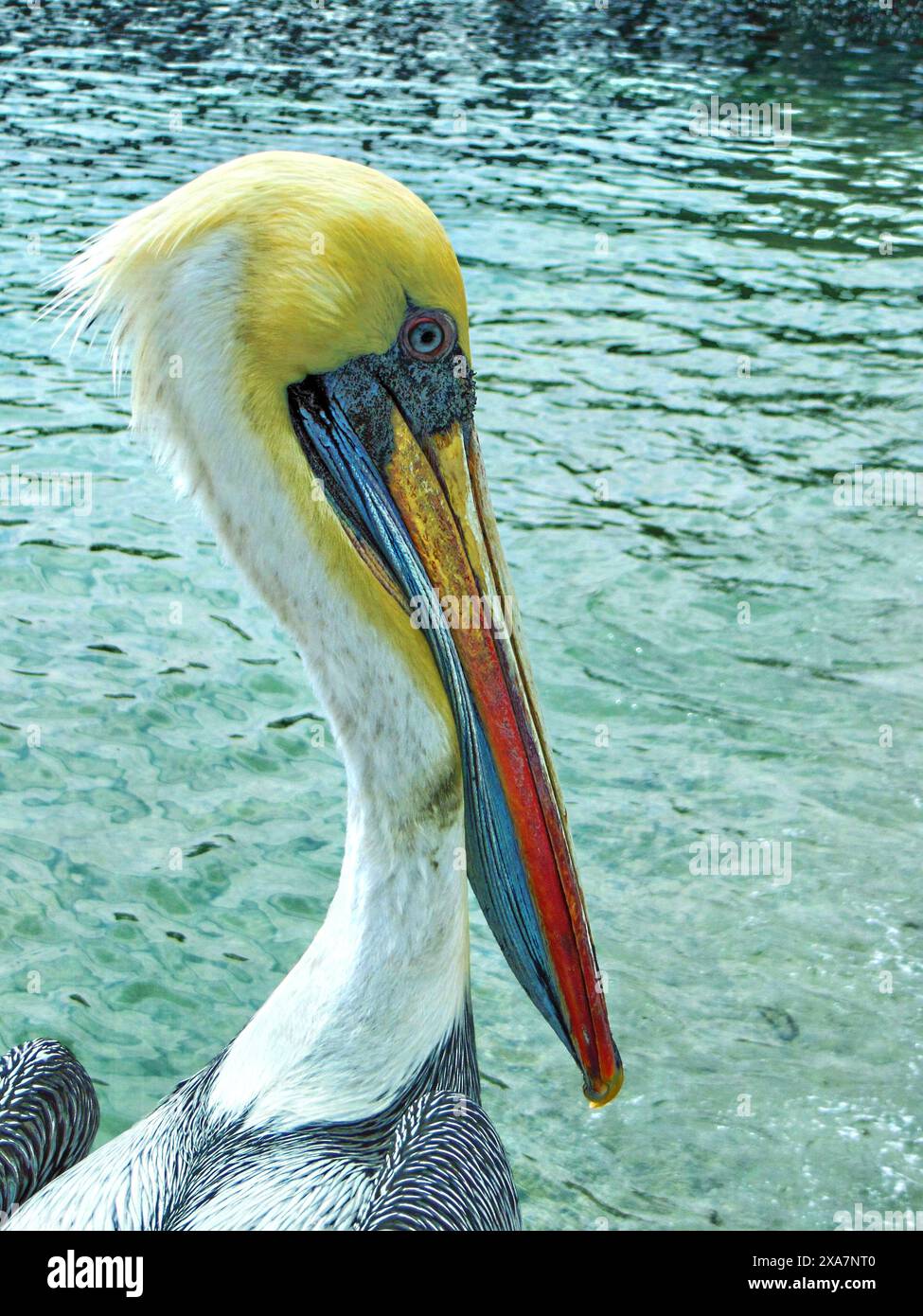 Gallery Detail: Large Bird Enclosure Hi Res Stock Photography And Images