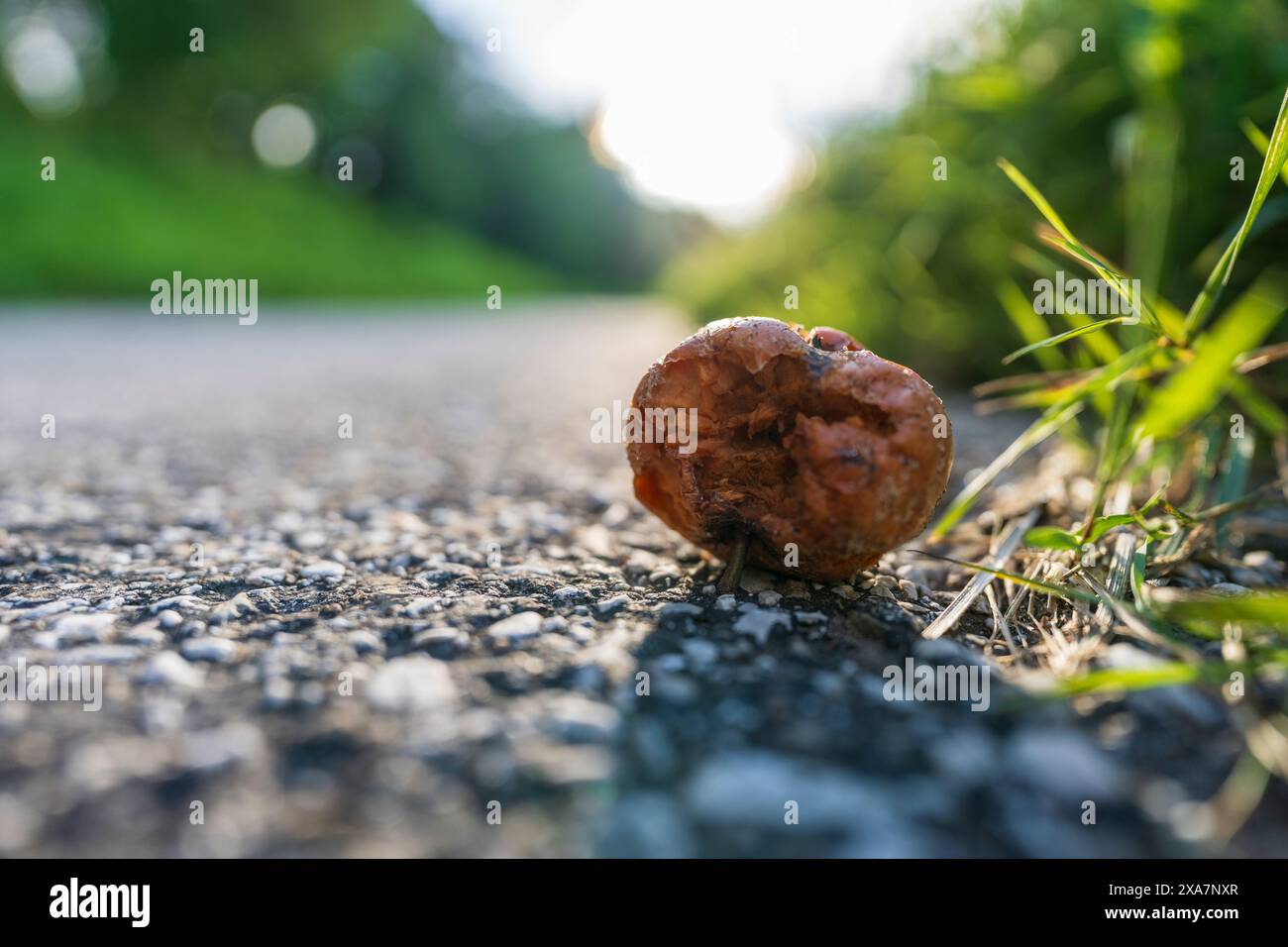 Charred apple on sidewalk near grass Stock Photo