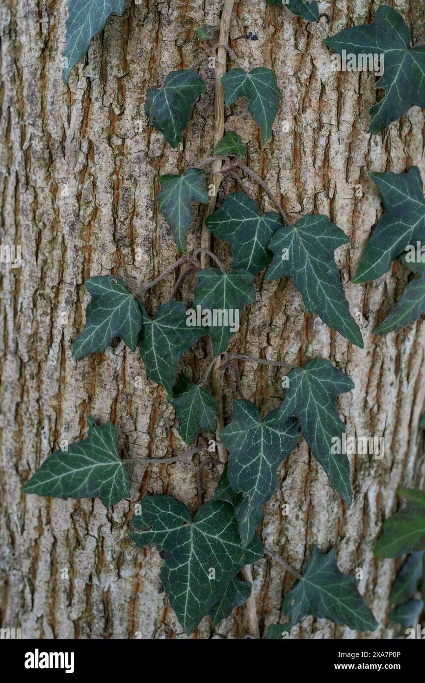 Tree trunk with ivy growing on the bark Stock Photo