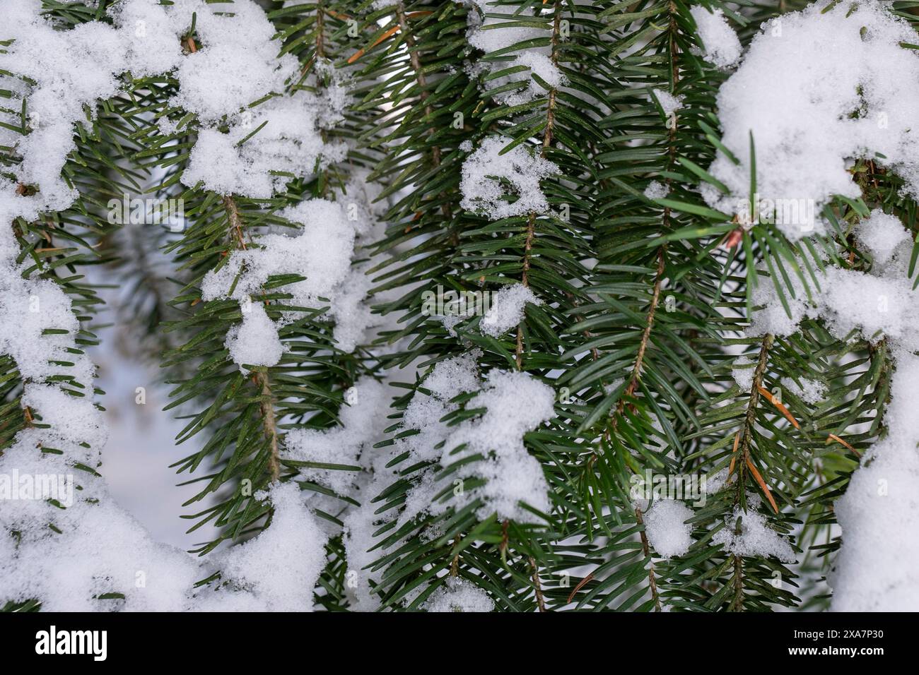 Snow-covered pine tree branches with fir needles Stock Photo