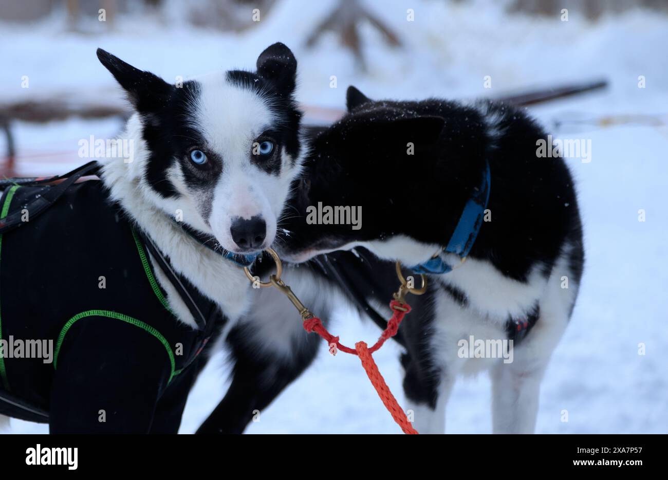 Dogs in harnesses hi-res stock photography and images - Alamy