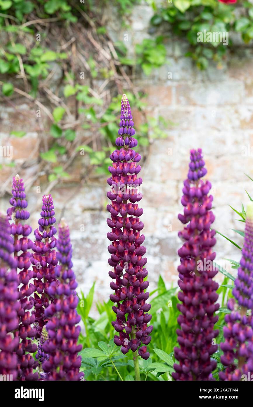 Lupinus 'Masterpiece'. Lupin flower Stock Photo