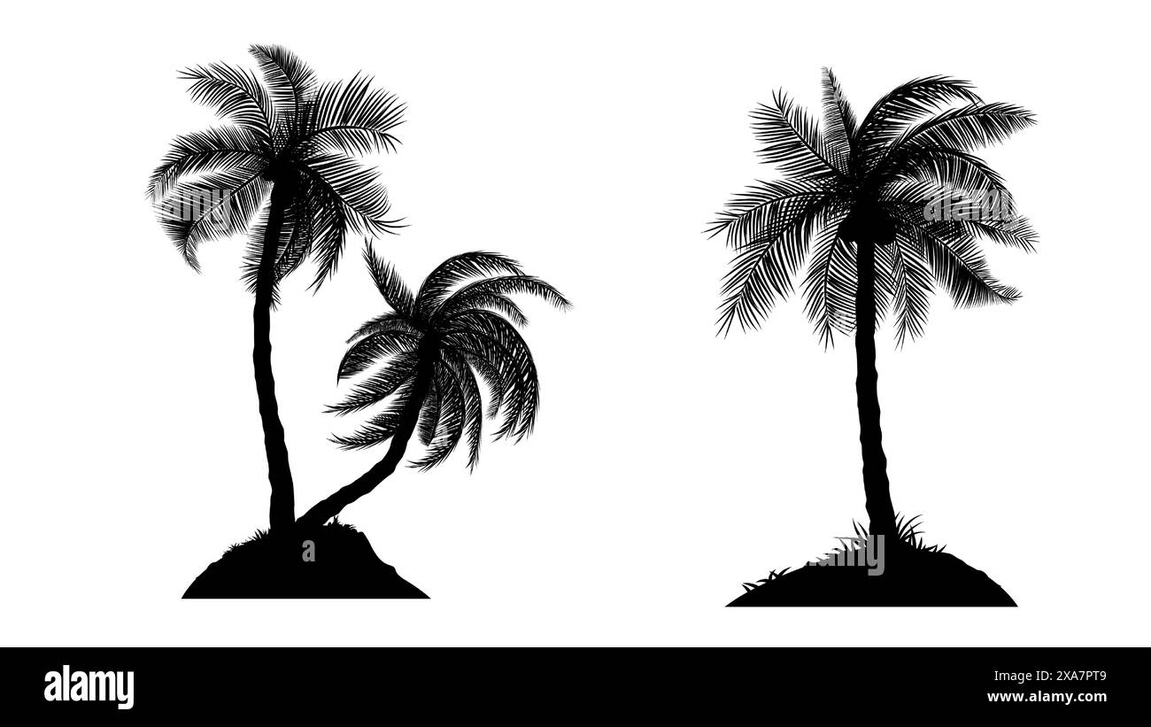Silhouette of Coconut Palm Tree with isolated white background Vector illustration Stock Vector
