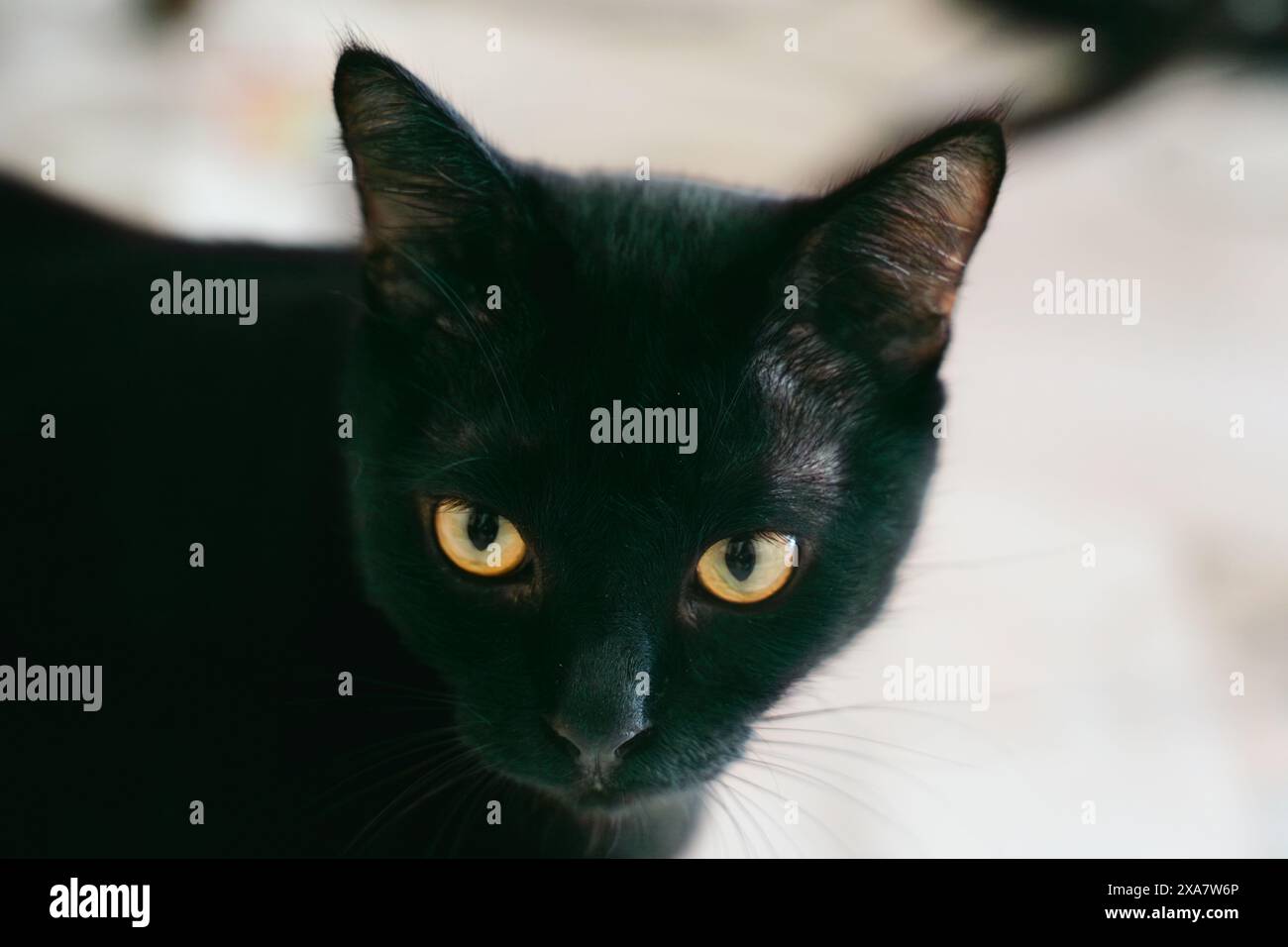 Black Pussy Cat Giving Various Expressions on the Floor of an Apartment Stock Photo