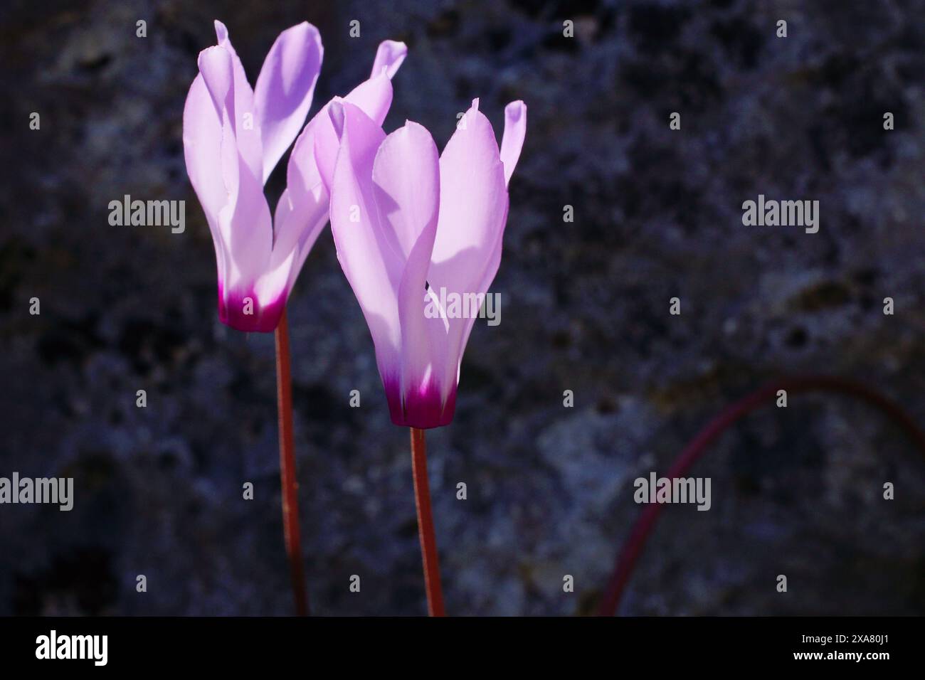Wild pink flowers of the Persian cyclamen (Cyclamen persicum) on Cyprus Stock Photo