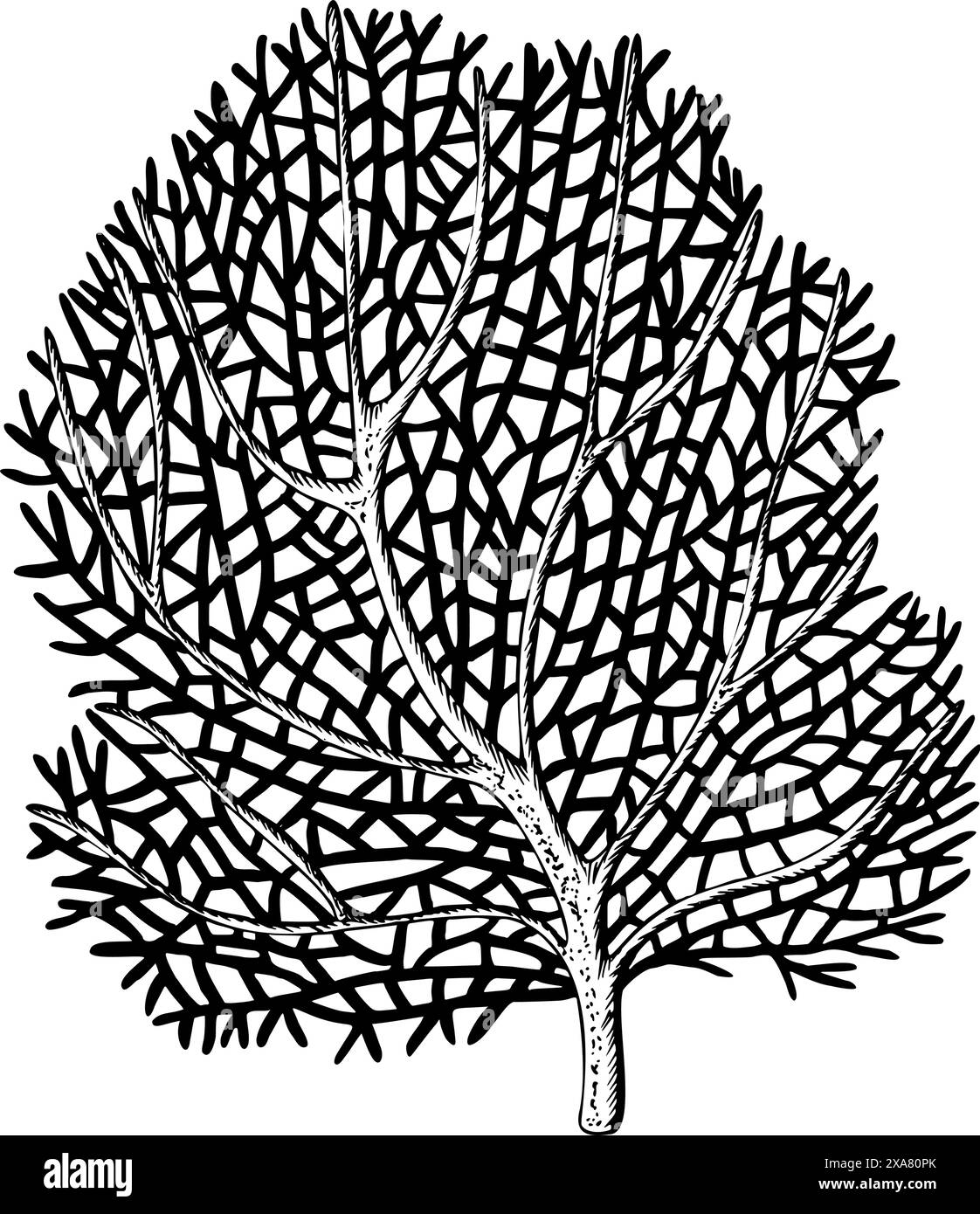 Sea fan, ocean coral reef organizm. Hand drawn vector illustration