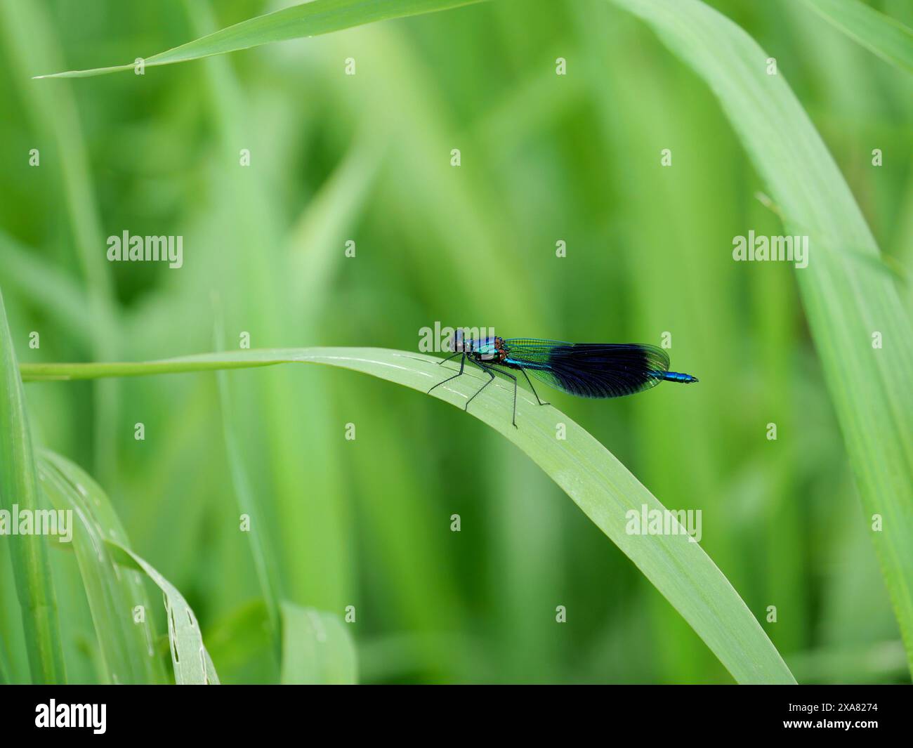 a shimmering dragonfly rests among reeds on the banks of the Tollense ...