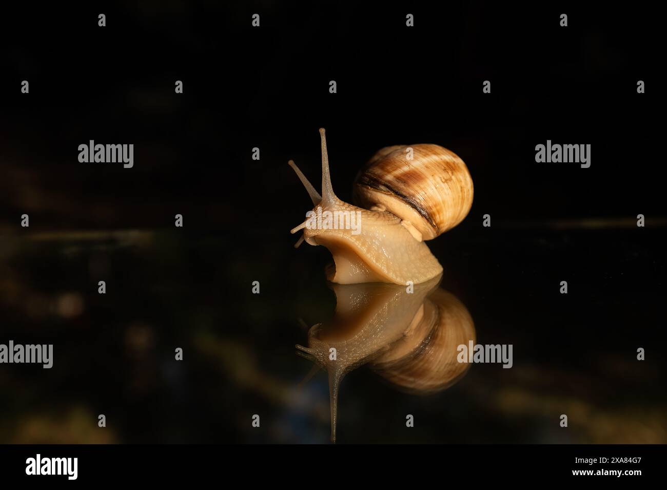 Snail and its reflection on a glass background. Black background. Stock Photo
