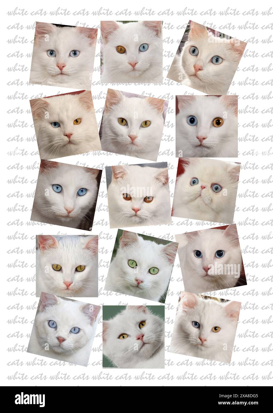 Domestic cat. Portraits of white cats on writing Stock Photo