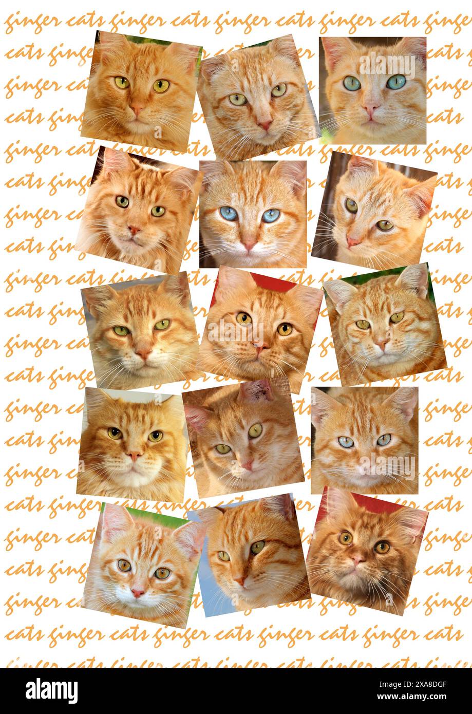 Domestic cat. Portraits of ginger cats on writing Stock Photo