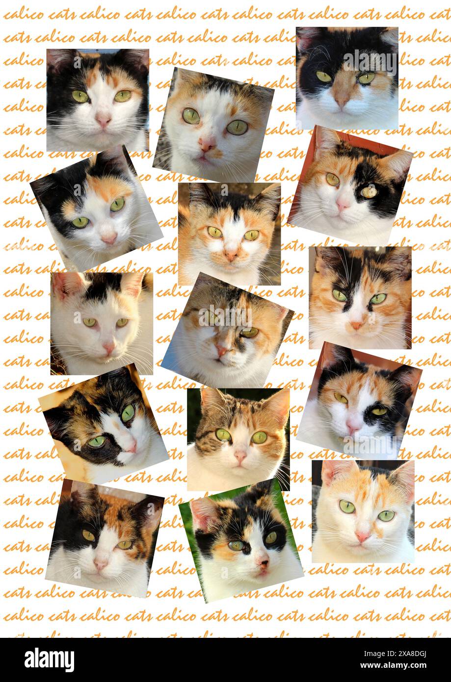 Domestic cat. Portraits of calico cats on writing Stock Photo - Alamy