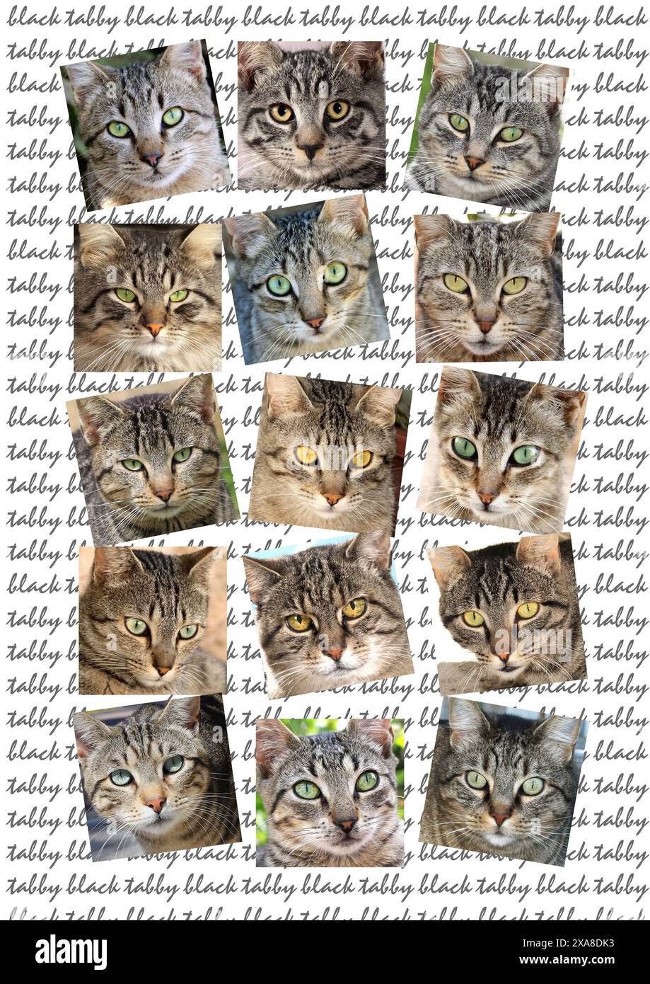 Domestic cat. Portraits of tabby cats on writing Stock Photo