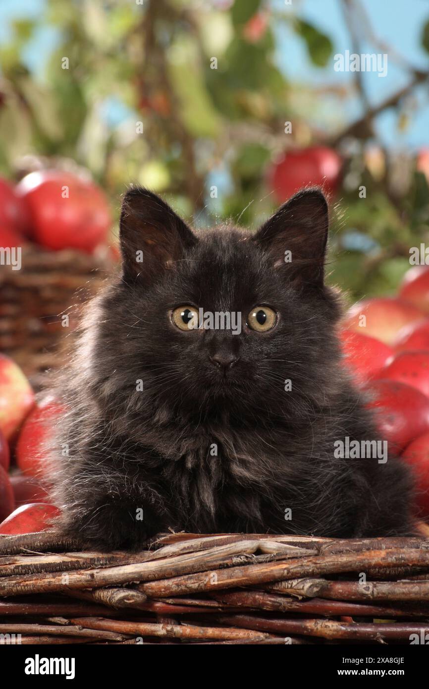 Siberian Forest cat. Kitten in a basket with ripe apples in background Stock Photo