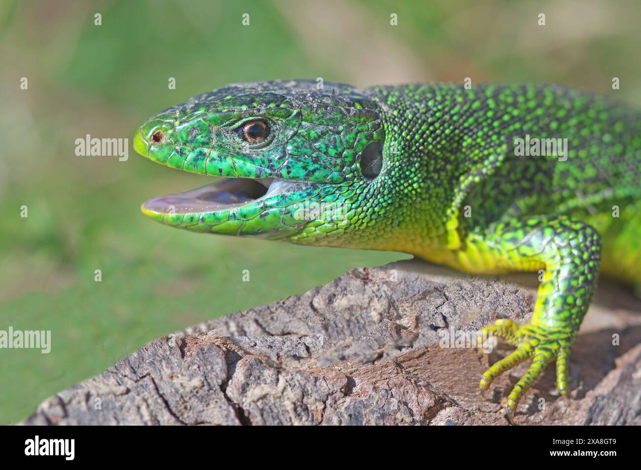 Green Lizard, Emerald Lizard (Lacerta viridis) on the root of a vine ...