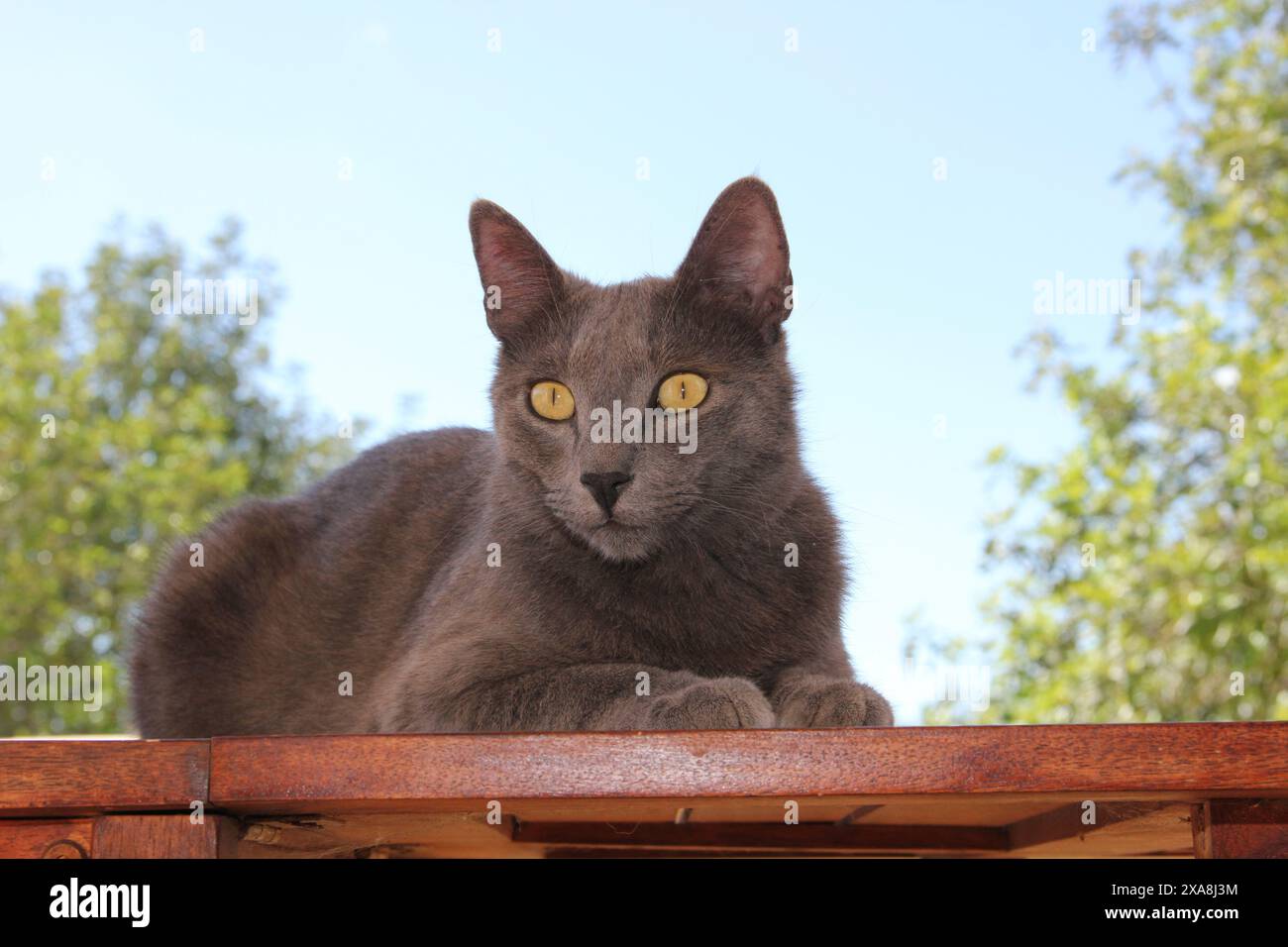 Cat on railing hi-res stock photography and images - Alamy