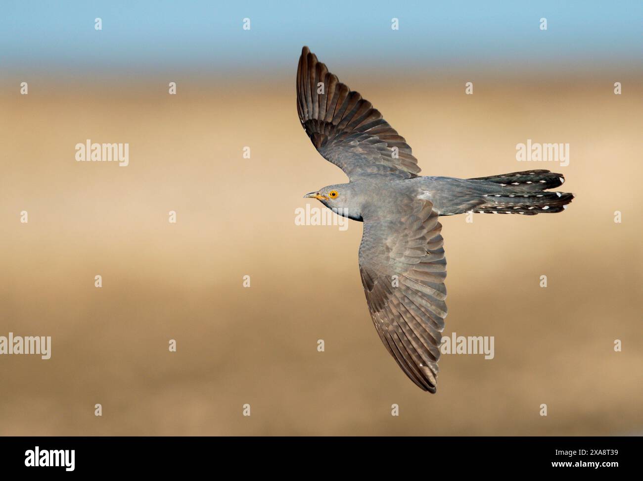 Eurasian cuckoo (Cuculus canorus), in flight, Netherlands, Limburg ...