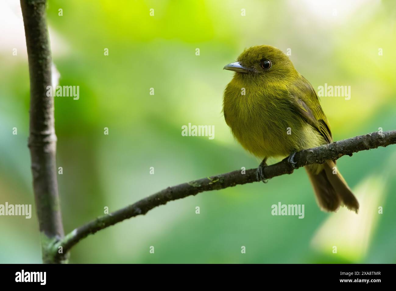 Broad-billed manakin, Broad-billed Sapayoa (Sapayoa aenigma), perched on a branch in understory of a rainforest, Panama Stock Photo