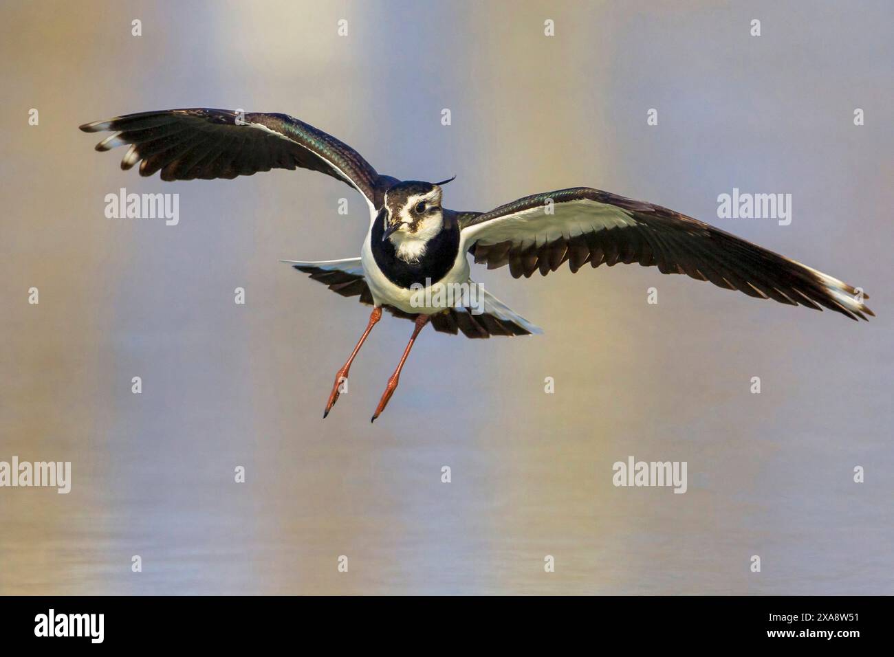 northern lapwing, peewit, pewit, tuit, tewit, green plover, pyewipe (Vanellus vanellus), flying, front view, Italy, Tuscany, Firenze Stock Photo