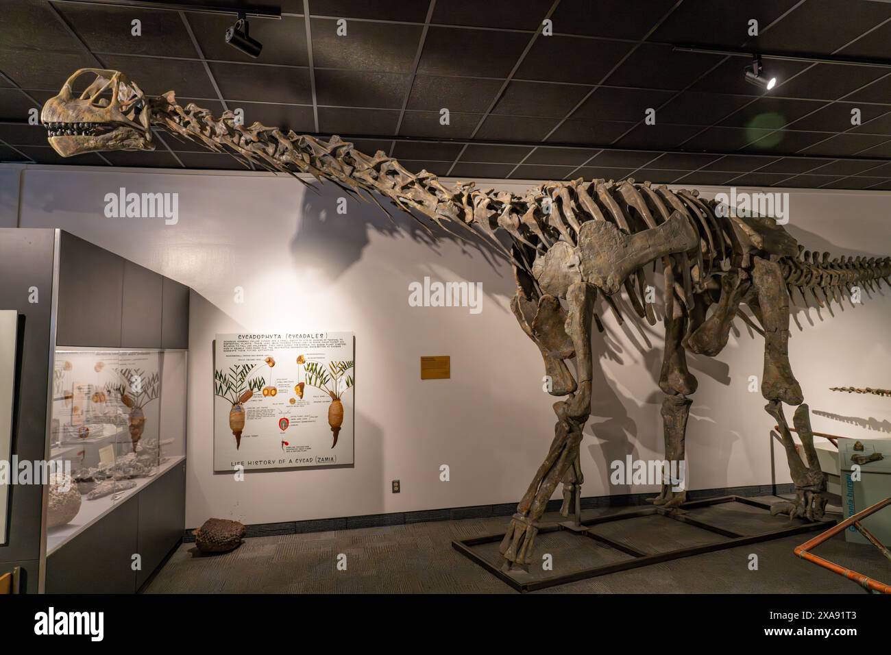 Skeleton cast of Moabosaurus utahensis, a sauropod dinosaur, in the BYU ...