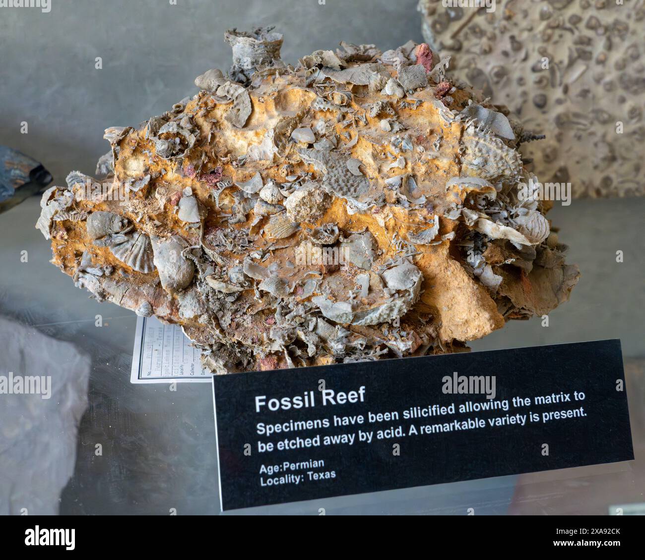 Fossilized Top Shell Shell Fossilized shells hi-res stock photography and images - Alamy