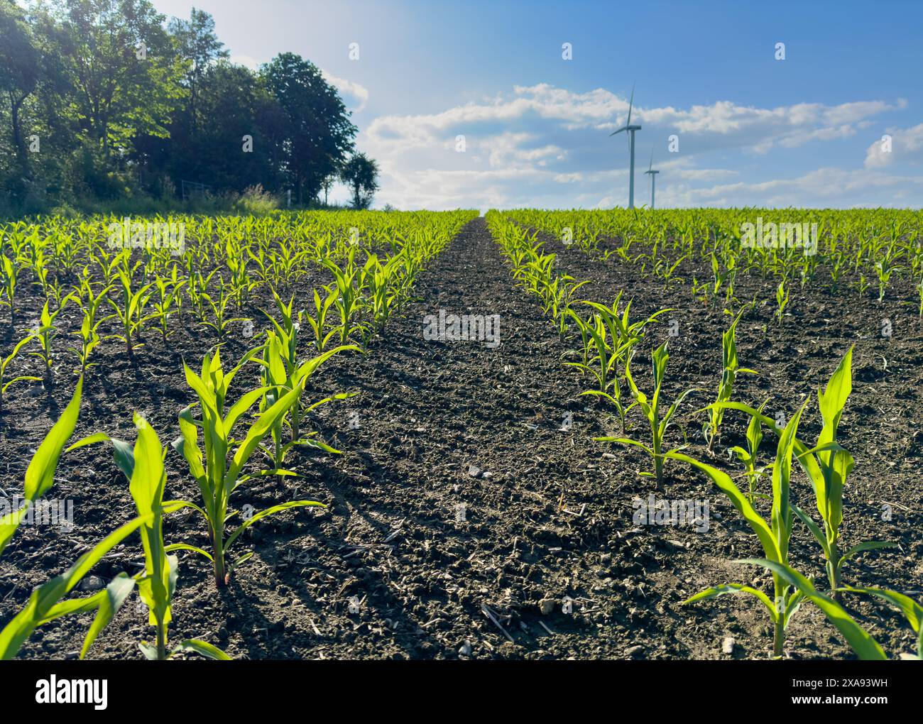 Corn field young plants hi-res stock photography and images - Alamy