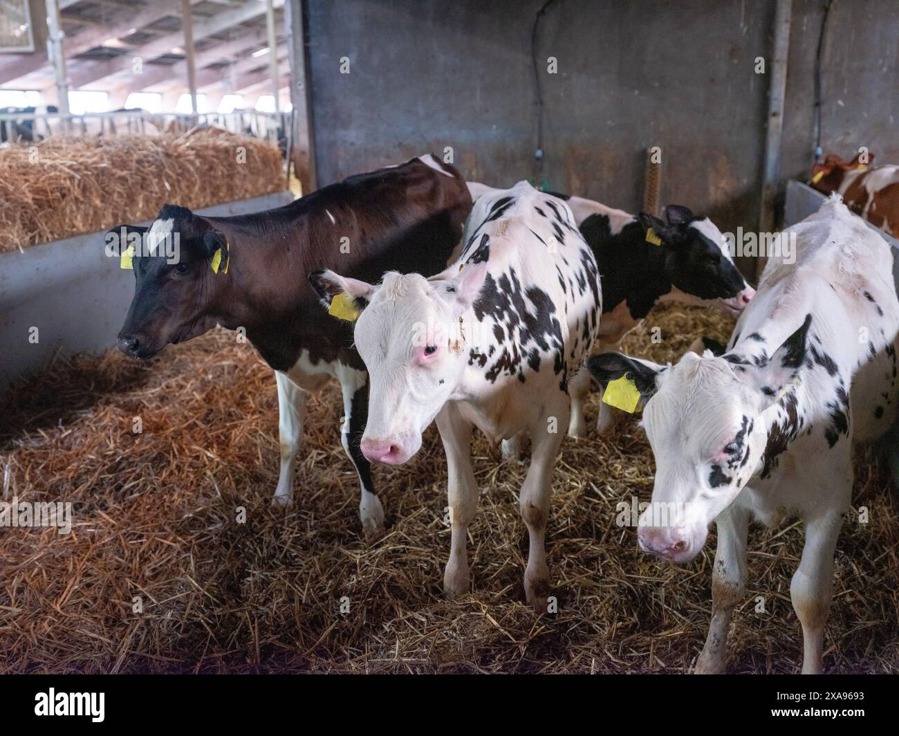 black and white spotted holstein calves stand in straw inside dutch ...