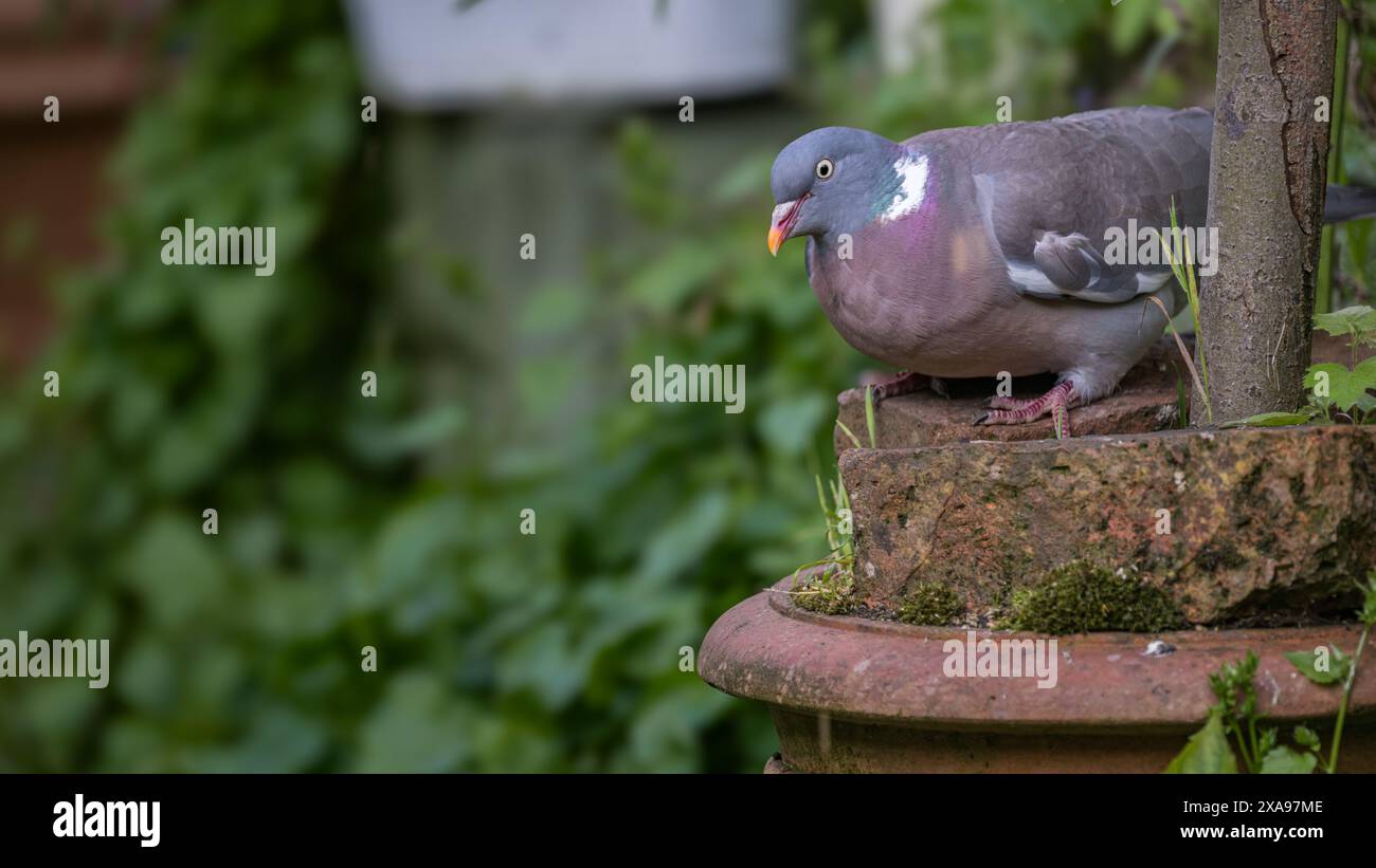 Lincolnshire, England UK - Wood Pigeon (Columba palumbus) or Common Wood Pigeon foraging for food in a cottage garden Stock Photo
