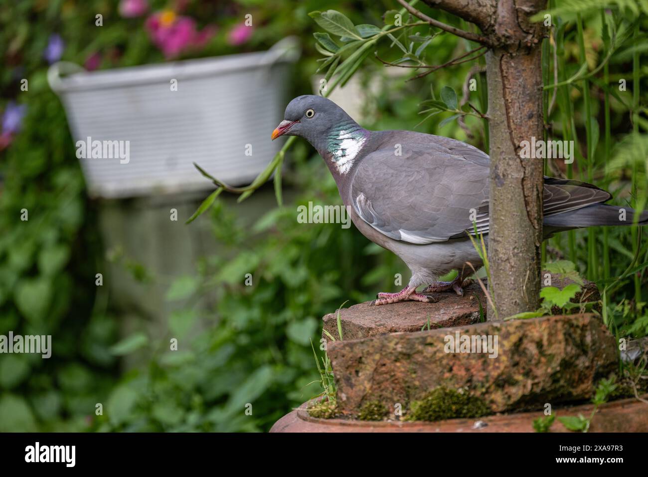 Lincolnshire, England UK - Wood Pigeon (Columba palumbus) or Common Wood Pigeon foraging for food in a cottage garden Stock Photo