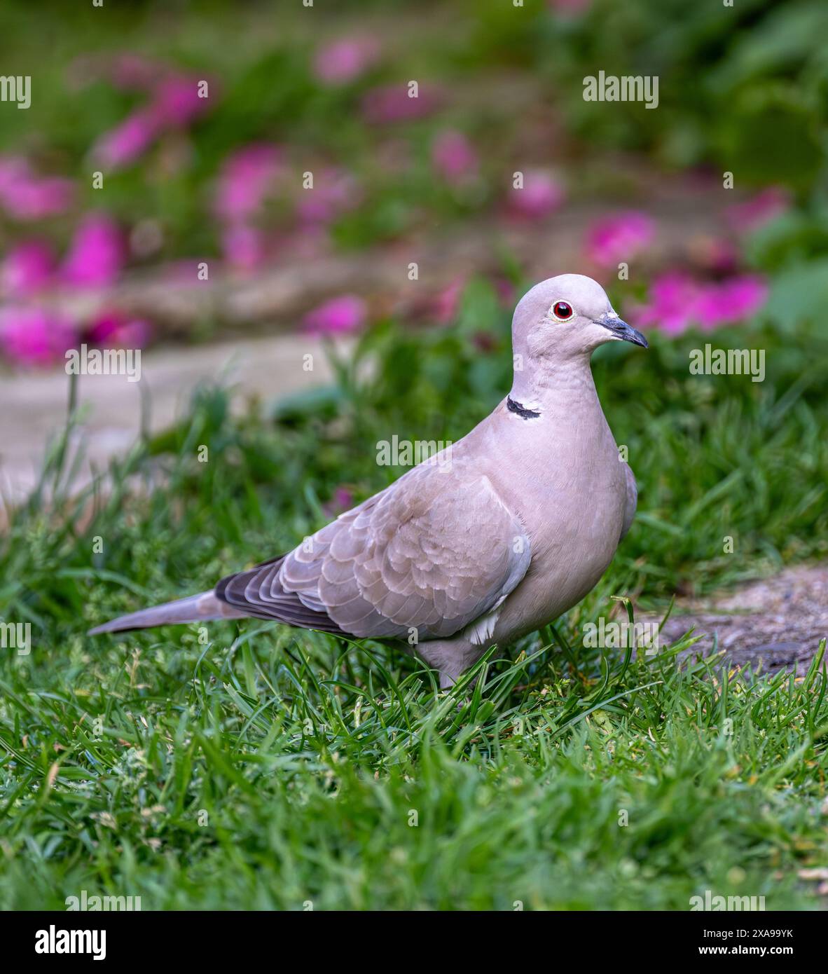 Lincolnshire, UK  -  A Eurasian Collard Dove (Streptopelia decaocto) on the ground foraging for food Stock Photo